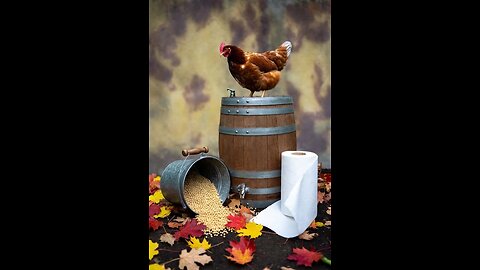 🐔💥 Hen Stuck in Bucket Chaos!
