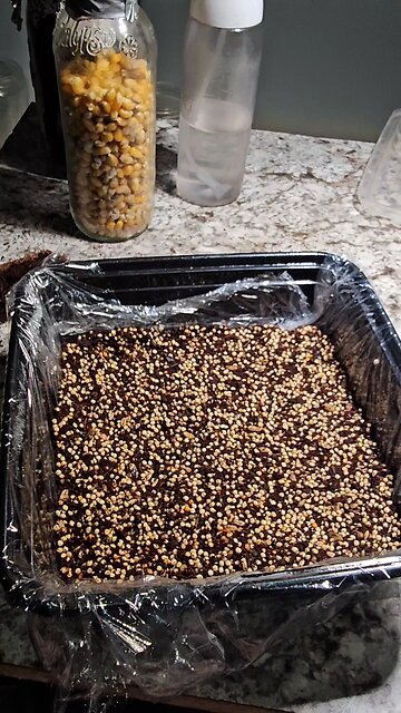 Spawn to bulk Tosohatchee medicinal mushroom