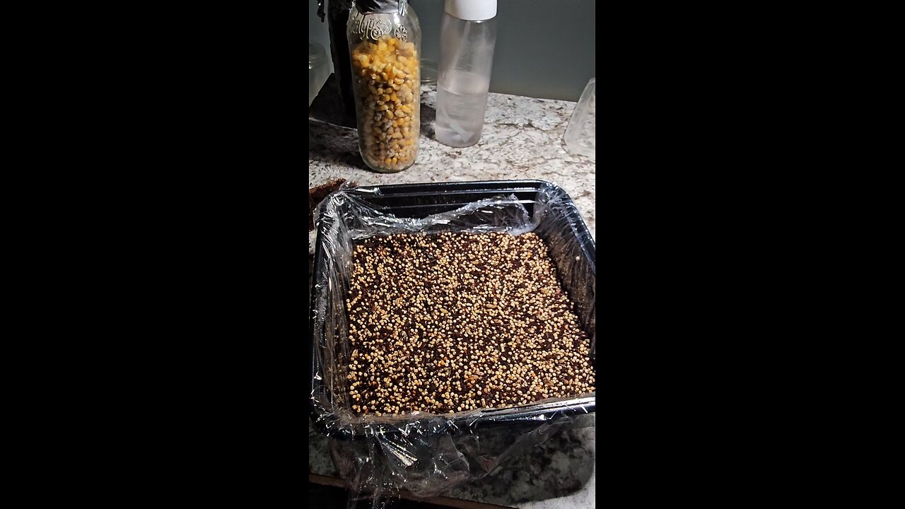 Spawn to bulk Tosohatchee medicinal mushroom
