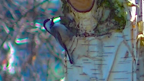 IECV NV #776 - Black Capped Chickadee Checking Out Other Trees 3-31-2019