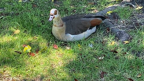 Egyptian Goose August 10 2025