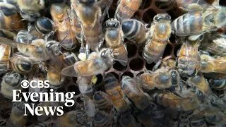Hundreds of millions of bees mysteriously dying (they know)