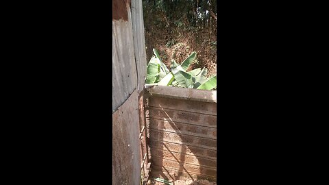 lizard biting tail