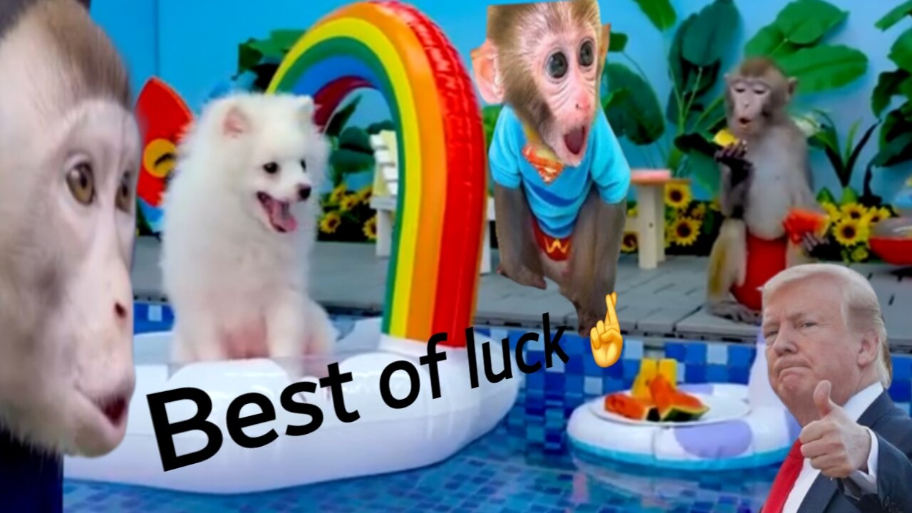 Trom seay best of luck bonmonkeykiki?|| Animalht video||funny monkey..