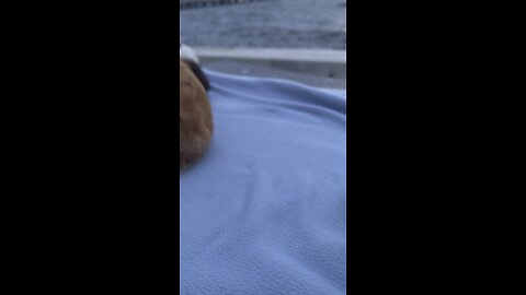 Pier Aug 10