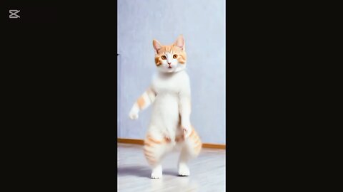 cat dance