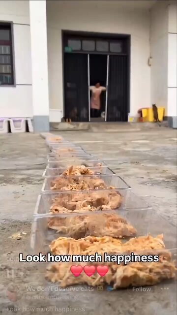 Love All Life Always #206 - Love & Happiness For An Army Of Cats! So Many Cats Being Fed At One Time