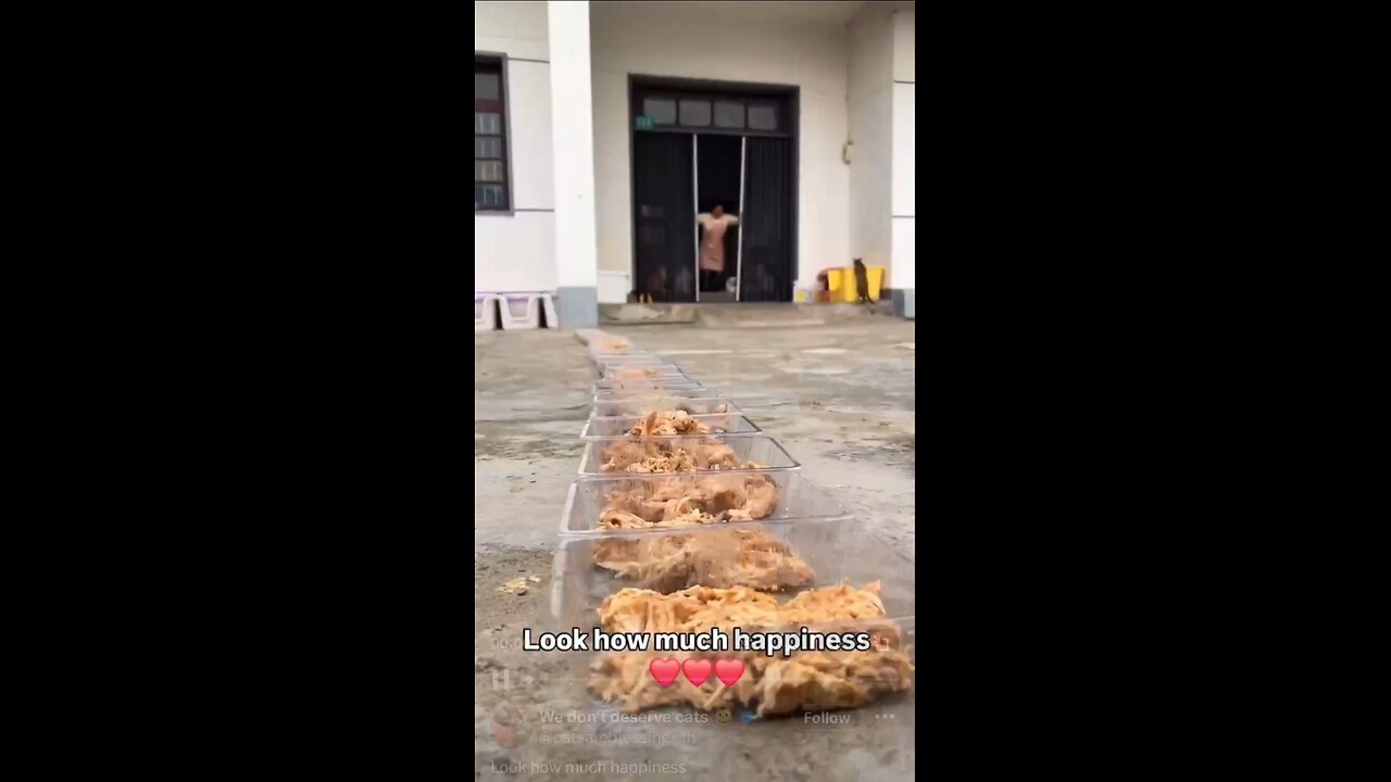 Love All Life Always #206 - Love & Happiness For An Army Of Cats! So Many Cats Being Fed At One Time