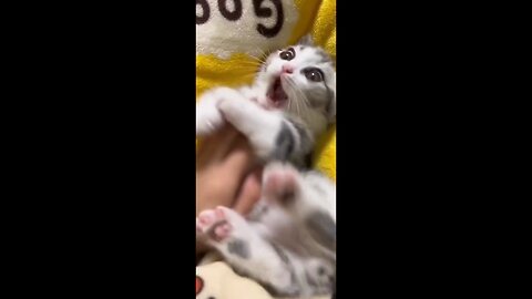 Funny cat