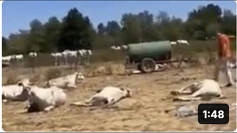 "Distinguishing Between Vaccinated and Unvaccinated Cows: Is It Possible?"