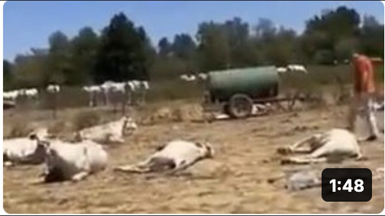 "Distinguishing Between Vaccinated and Unvaccinated Cows: Is It Possible?"