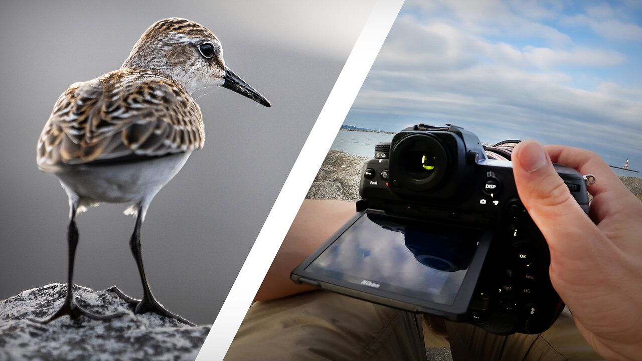 POV Photography with Michigan’s Cutest Sandpipers
