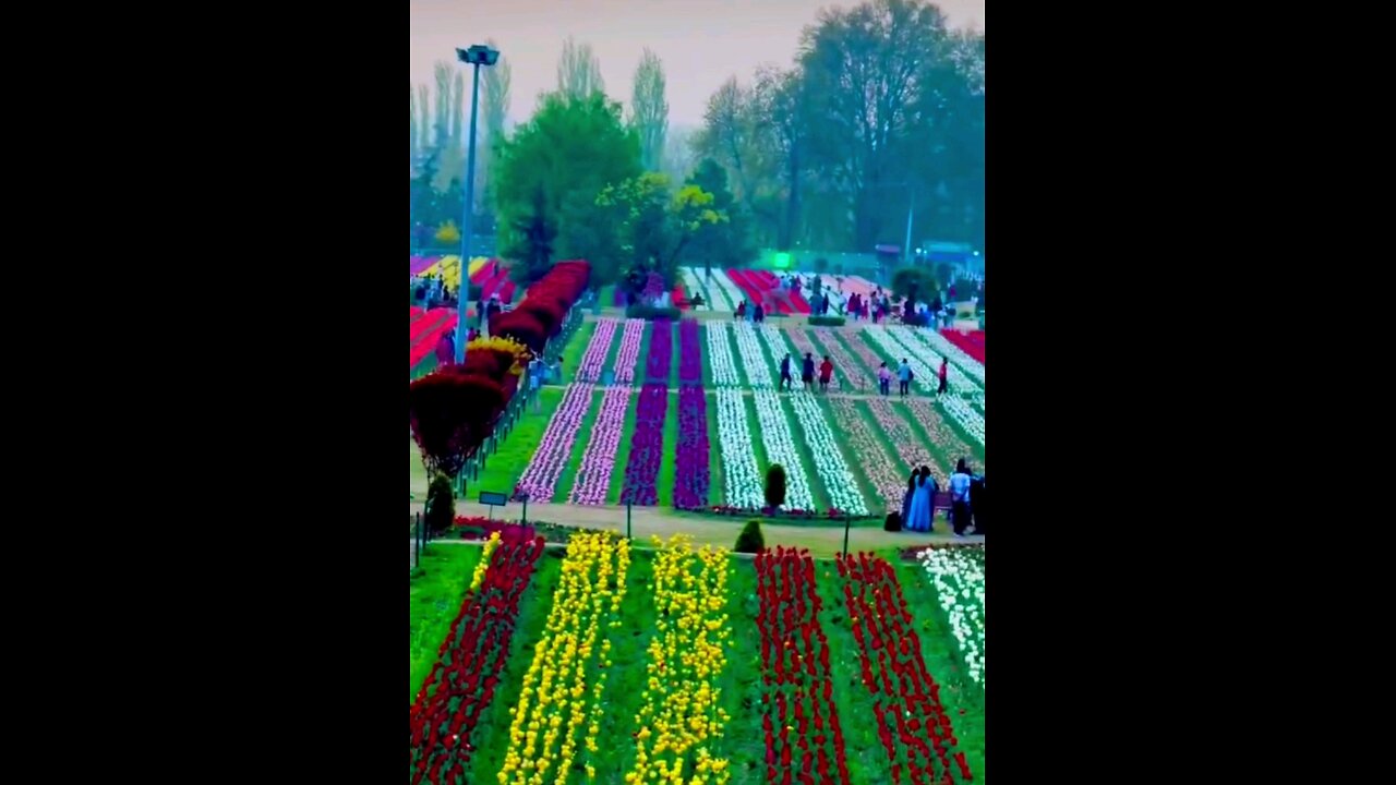 Tulip Garden of Kashmir Srinagar | Asia's Largest #TulipGarden