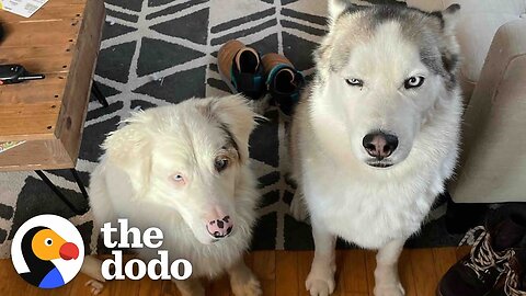 Opinionated Husky Lets His Parents Know His Likes and Dislikes | The Dodo