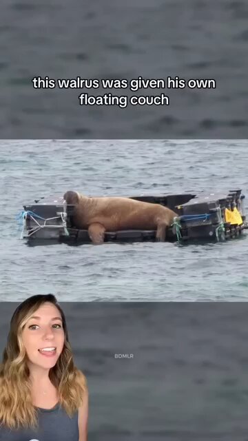 Love All Life Always #409 - Wally - A Cool Journey And Great Interaction With Humans Along The Way