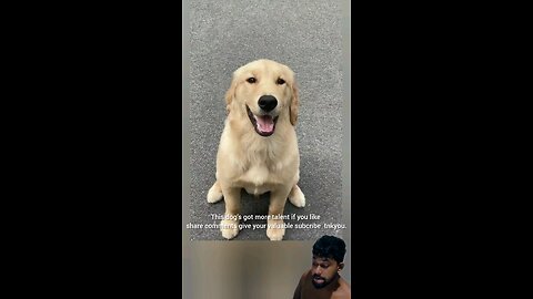 talented dog