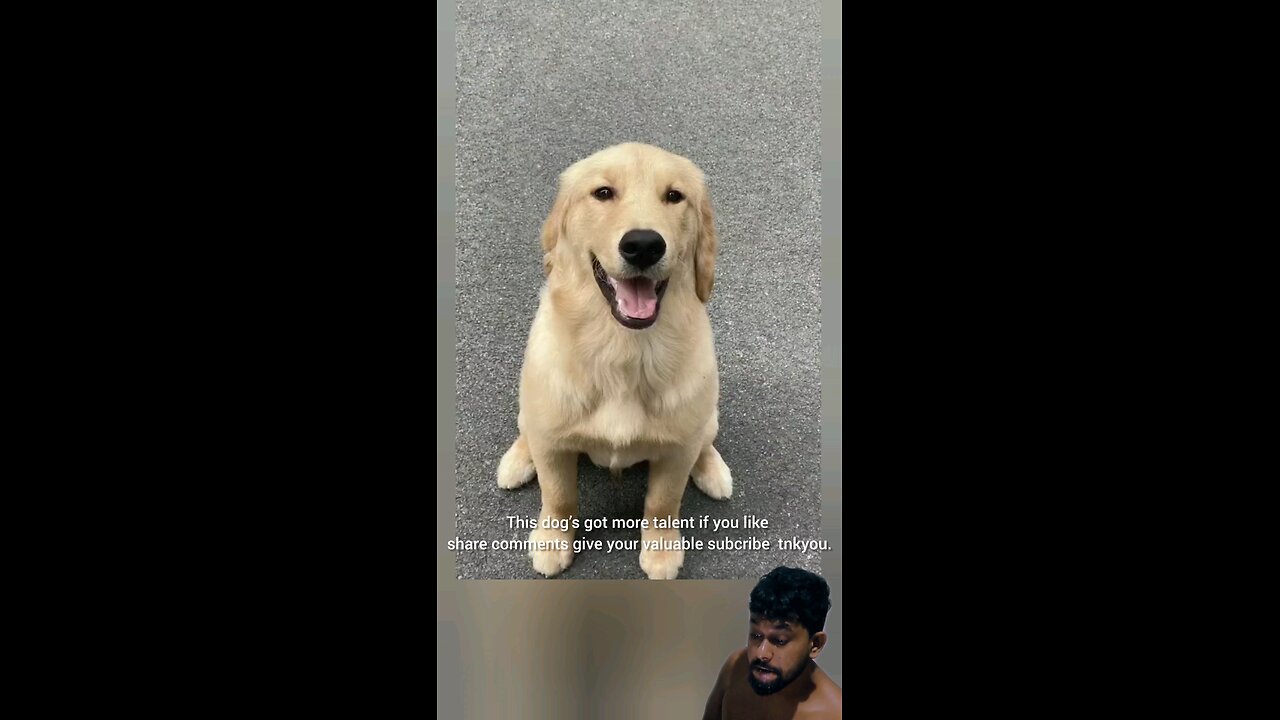 talented dog