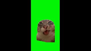 Rigby the Cat Being Silly | Green Screen