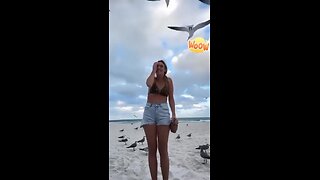 Love All Life Always #393 - Seagulls Are Criminals 🤣🤣