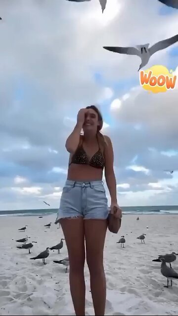 Love All Life Always #393 - Seagulls Are Criminals 🤣🤣