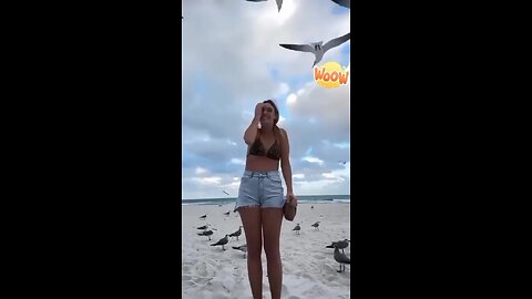 Love All Life Always #393 - Seagulls Are Criminals 🤣🤣