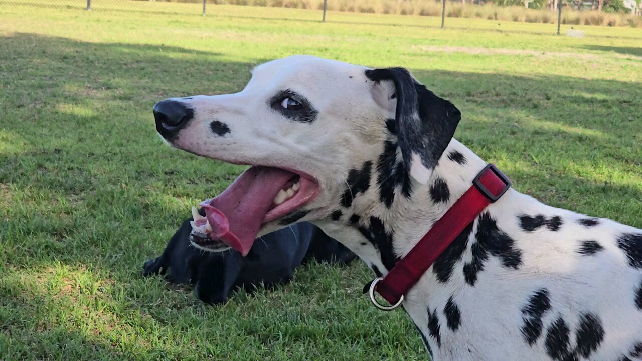 Luna with A New Friend