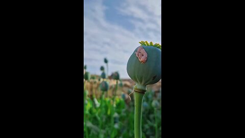 opium farm