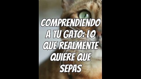 Lo que realmente quiere que sepas tu gato