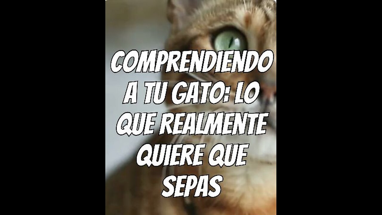 Lo que realmente quiere que sepas tu gato