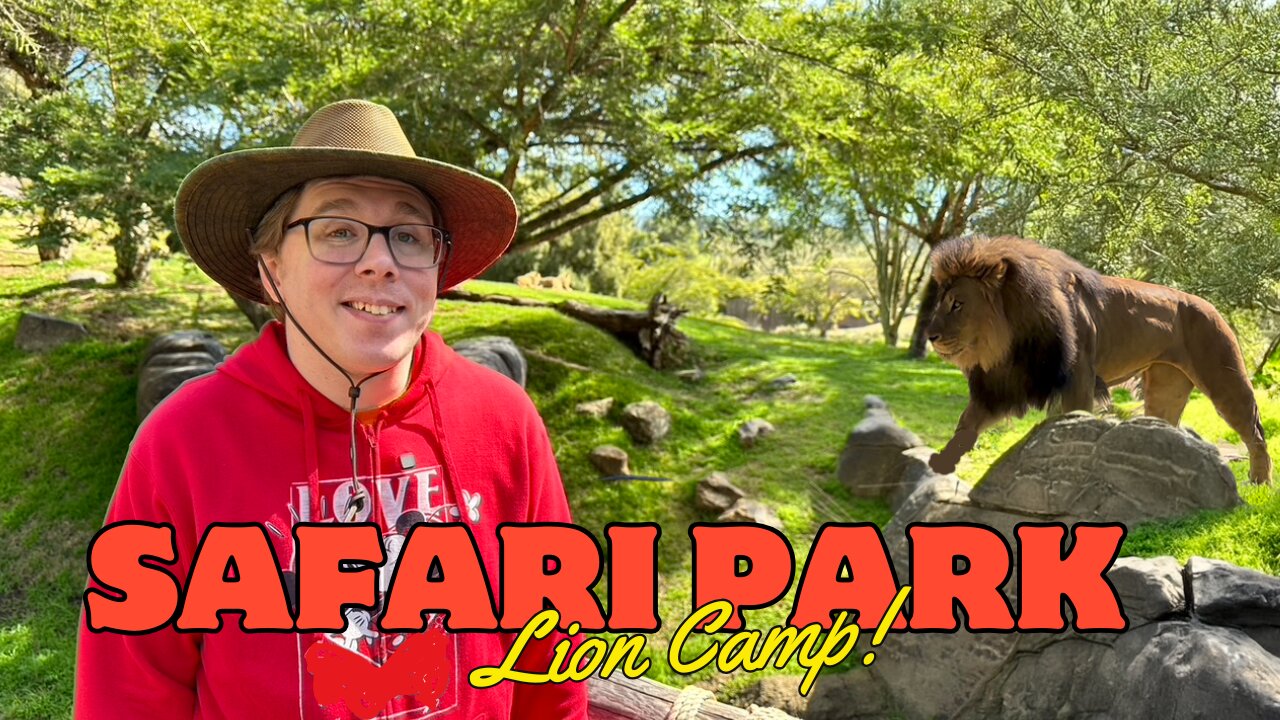 Experience Lion and Tiger Encounters in this Safari Park Adventure