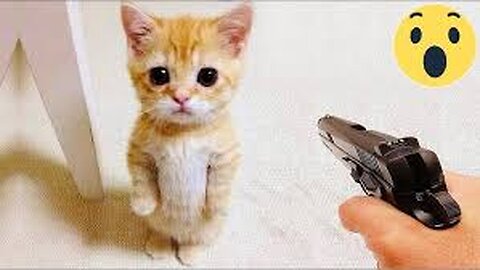 Funniest Cats and Dogs Clip 2025😼🐶Try Not To Laugh😜