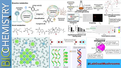 Coculturing Fungi For Novel & Increased Metabolite Production P2