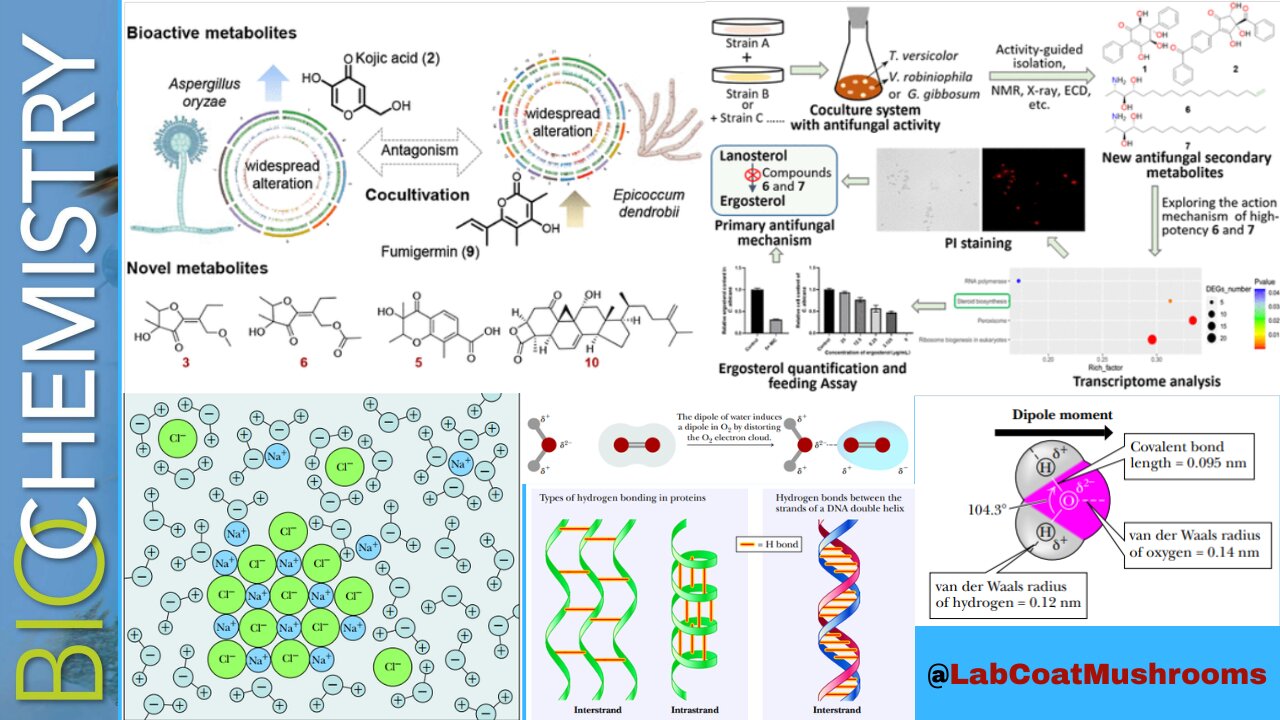 Coculturing Fungi For Novel & Increased Metabolite Production P2