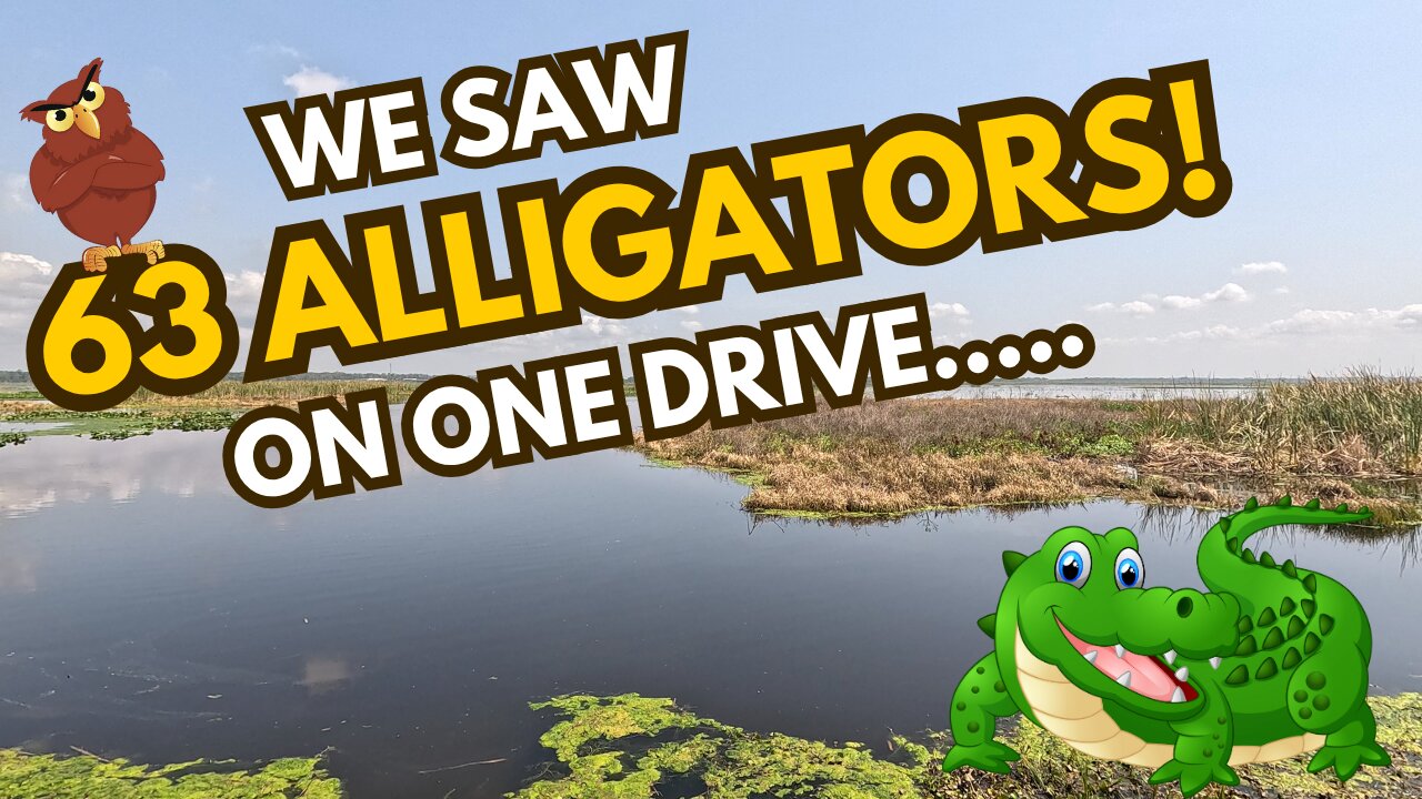 Florida’s Hidden Wildlife Drive 🐊 | Apopka Adventure