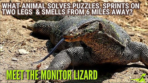 What Animal Solves puzzles Sprints on two legs & Smells from 6 Miles Away? Meet the Monitor Lizard