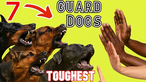 🔴 7 TOUGHEST Guard Dogs - Ranked!☝️