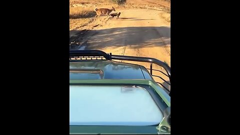 Freedom. Collab Latest Sightings - Desperate Buck Tries Drowning Wild Dog to Escape