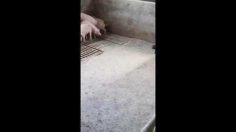 con đen kia đừng qua đây