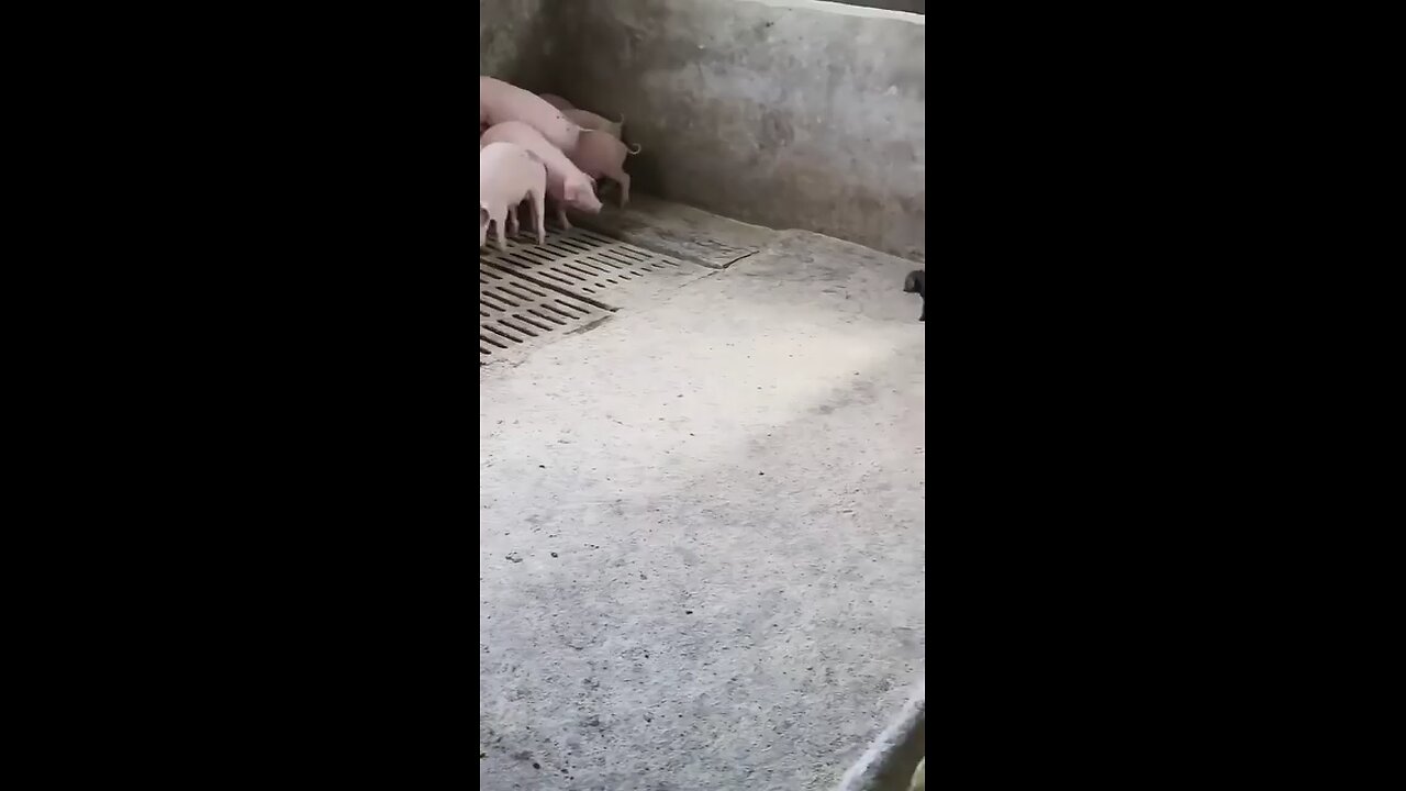 con đen kia đừng qua đây