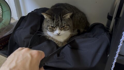 Cat wont move