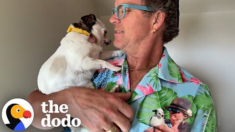 Dad Treats The Senior Chihuahua He Didn't Even Want Like Royalty | The Dodo