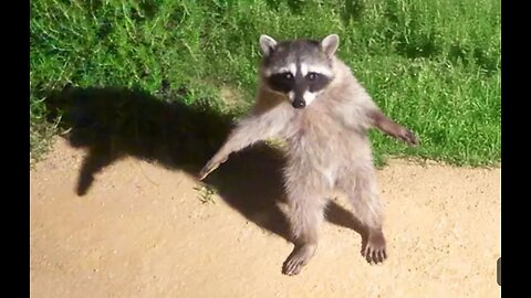 😂Funny animals videos part3 😂