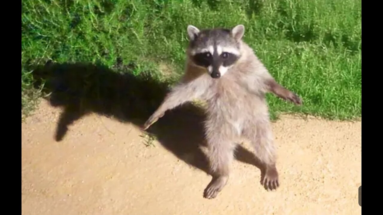 😂Funny animals videos part3 😂