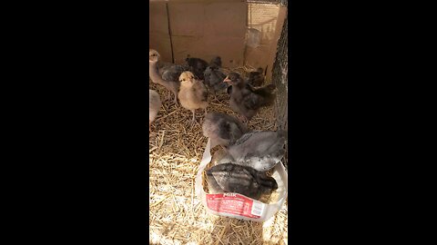 baby chicks