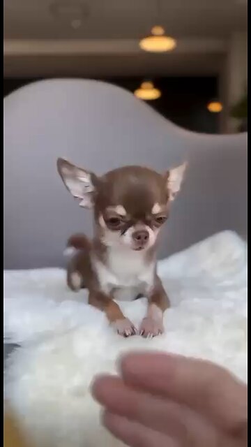 Chihuahuas are adorable
