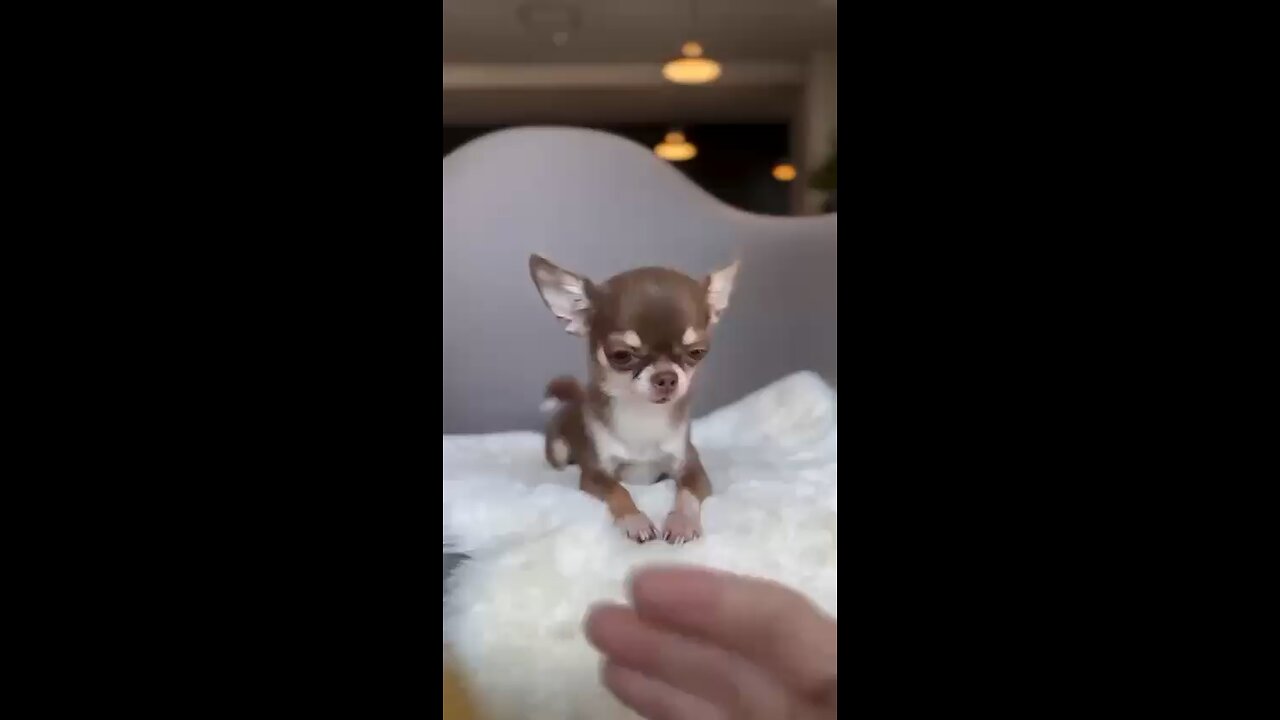 Chihuahuas are adorable