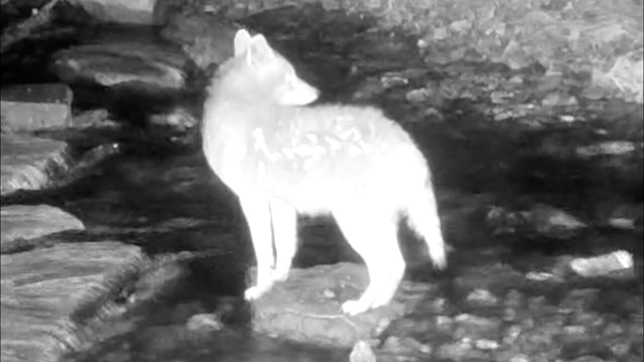 Coyote Gets Spooked and Runs Away