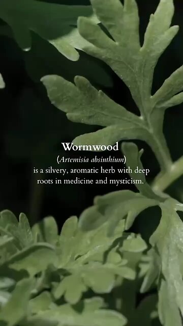 Wormwood And It’s Properties