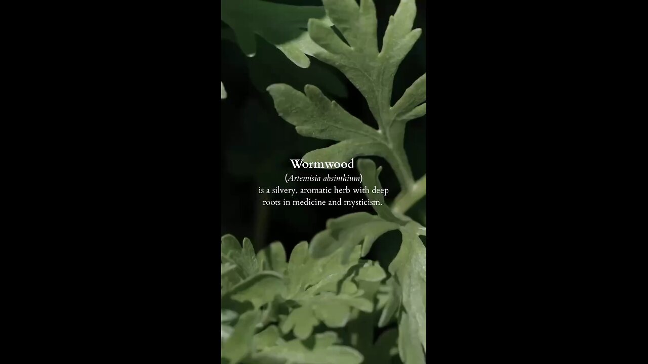 Wormwood And It’s Properties