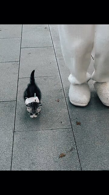 How to train your cute baby kitten 🥰 #kitty #cat